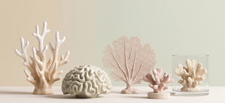 Range of coral decoration pieces in soft natural tones on a pastel backdrop.