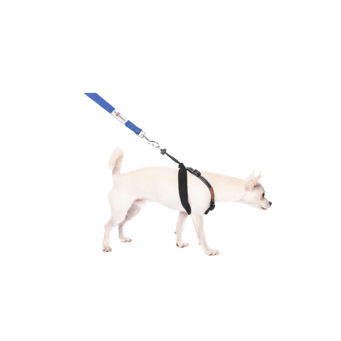 Non-pulling dog harness cradling a happy pet, ready for a relaxing walk.