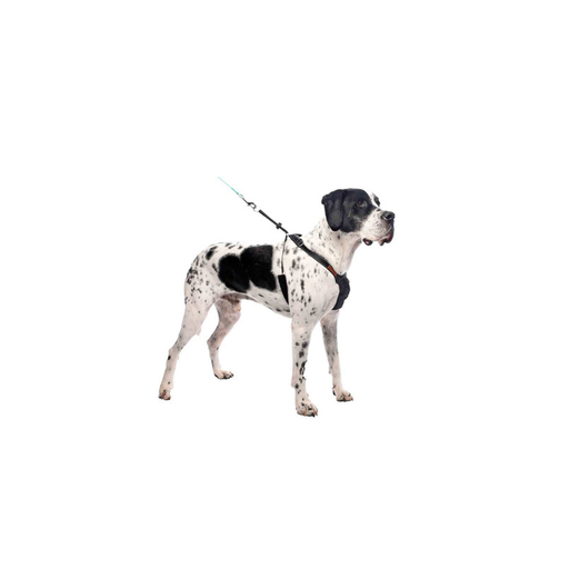 Black mesh dog harness, showcasing the perfect fusion of comfort and durability